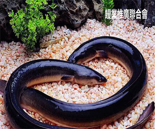 全球鰻魚進(jìn)步聯(lián)盟英文企業(yè)官網(wǎng)建設(shè)制作定制案例